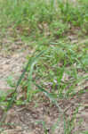 Rescuegrass